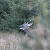 aj čert už trénoval