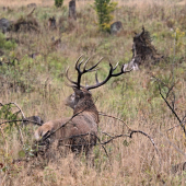 najlepší z ruje 2018