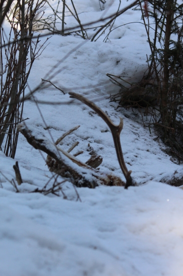 slabý kus neprežije Oravskú zimu