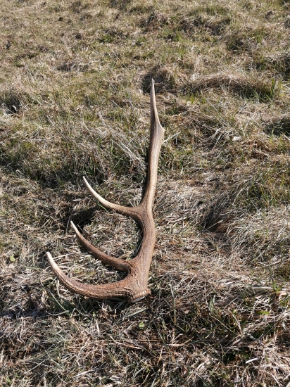 Keď syn zakričí oco poď rýchlo tu