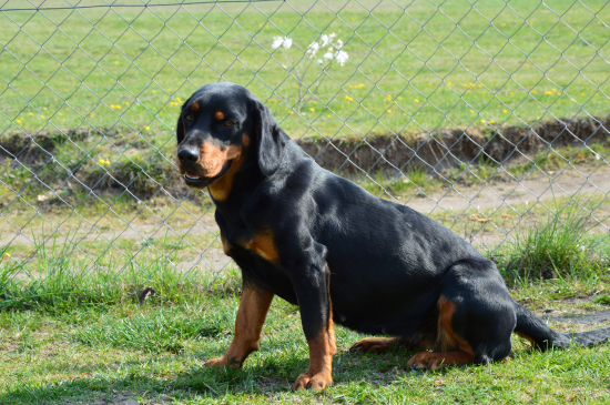 Slovensky kopov---Lilly
