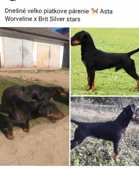 Asta Worveline x Brit Silver stars
