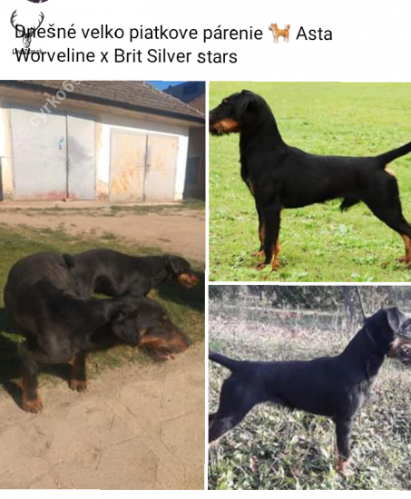 Asta Worveline x Brit Silver stars