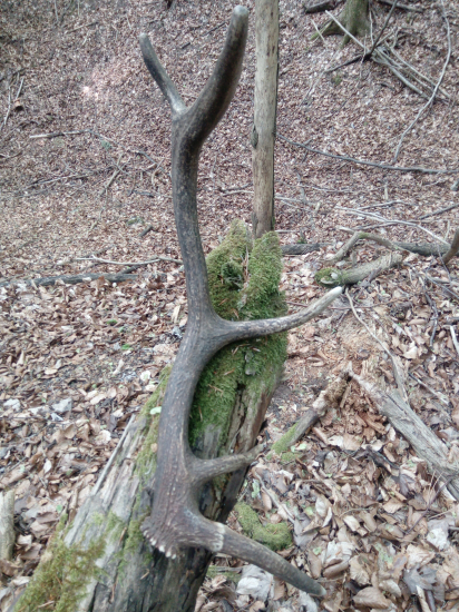 Pohľad na očnik a nadočnik,spôsobené nárazom či genetika?