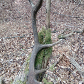 Pohľad na očnik a nadočnik,spôsobené nárazom či genetika?