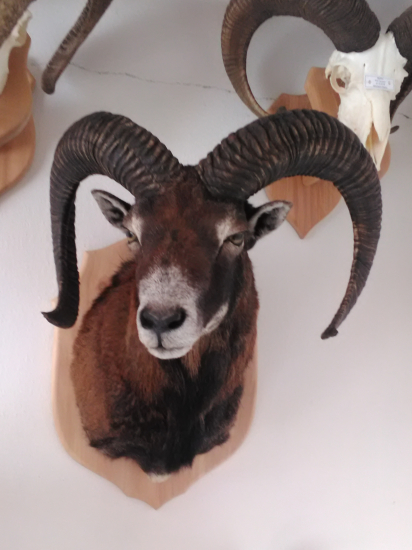 Muflon