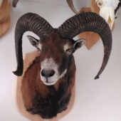 Muflon
