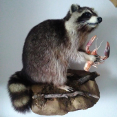 Už ma korisť