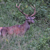 Čerstvo vytlčený osmorák.