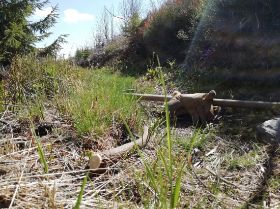 Cestička zarúbaná...