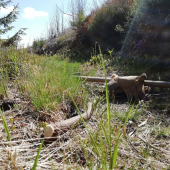 Cestička zarúbaná...