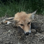 mladosť = pochabosť