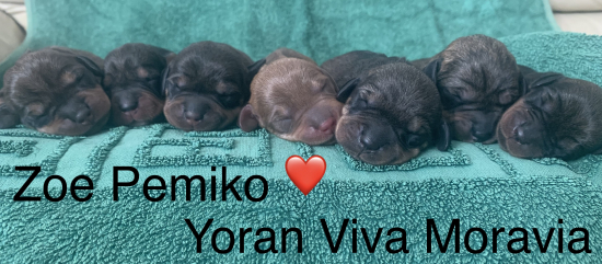 Nové prírastky budúcich poľovníčok