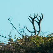 Ostružiny letos jedou :D