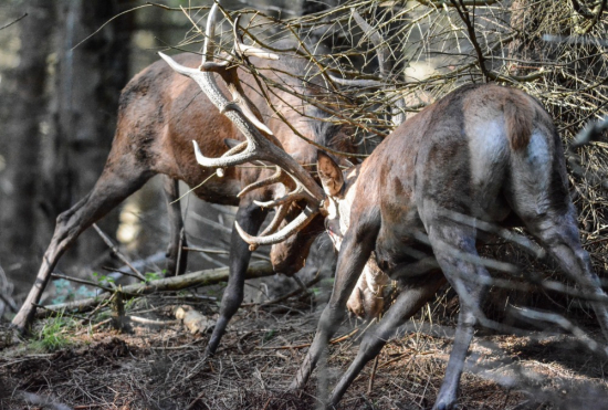 Neskutočný zážitok. Súboj králov na pár metrov. Šesťnáctorák vs šesťnáctorák.