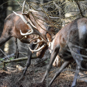 Neskutočný zážitok. Súboj králov na pár metrov. Šesťnáctorák vs šesťnáctorák.
