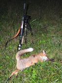 Mauser verzus Red Fox