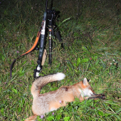 Mauser verzus Red Fox