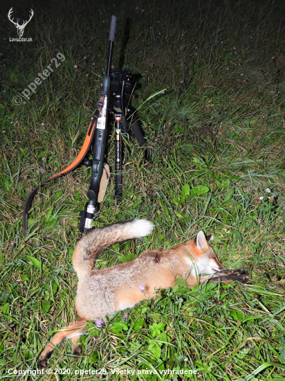 Mauser verzus Red Fox