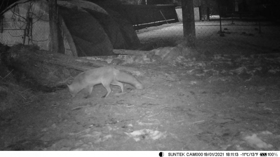 Neskoro! Sliepky sú už zavreté