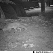 Neskoro! Sliepky sú už zavreté