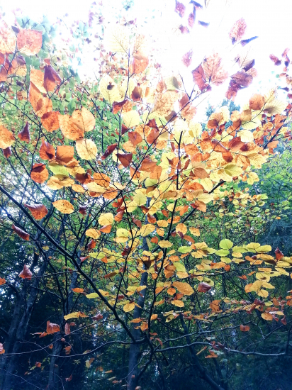 Ako zlaté dukátiky