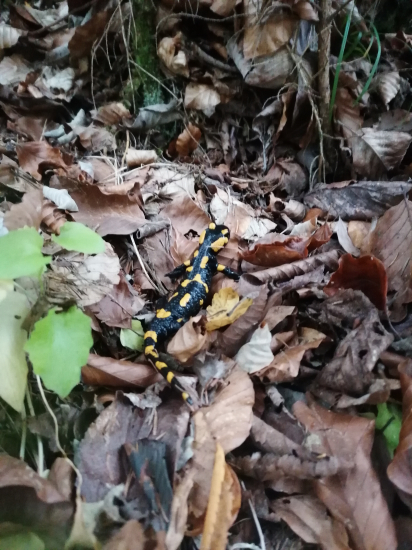 Šuchotala v lístí