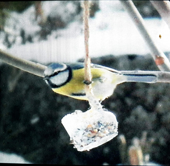 Sýkorka na kŕmení