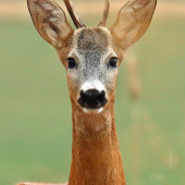 Junior