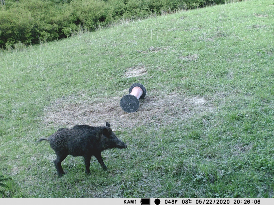 Lanštiačik