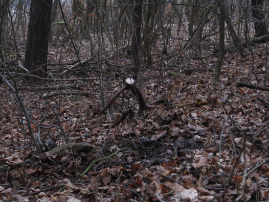 Voňavé ležovisko''