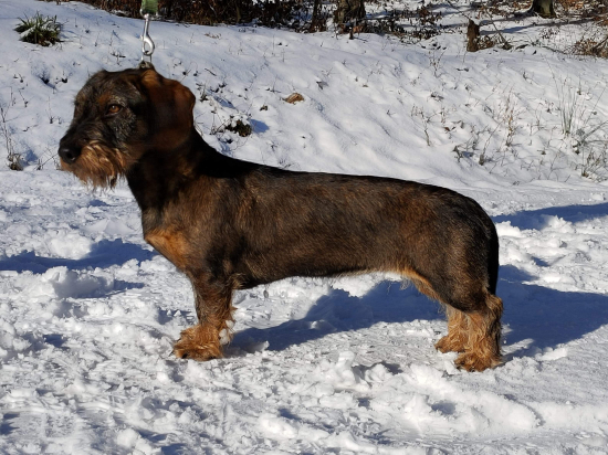 NIKITA Červený hrun ,(9 mes.)..