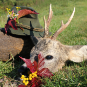 jesenný vidliak ...