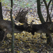 Keď ide do tuhého...