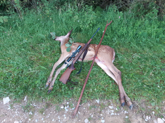 Augustové jelienča