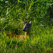 Niekto ma sleduje...