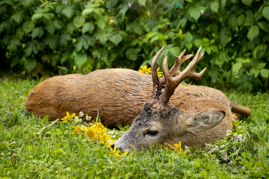 Zlato-Madarsko-553 g