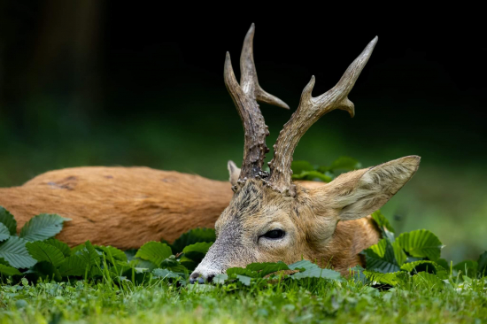 Zlato-Madarsko-575 g