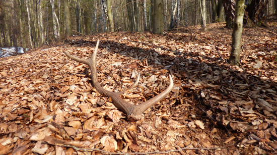 osmak  na ležovisku