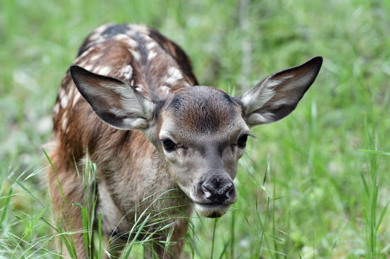 Bambi