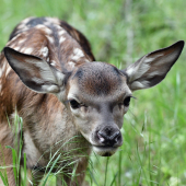 Bambi