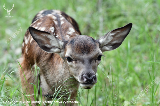 Bambi