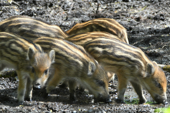 Pyžamkáči