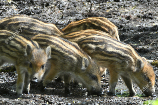 Pyžamkáči