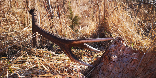 Skoro som ho obišiel...