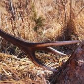 Skoro som ho obišiel...