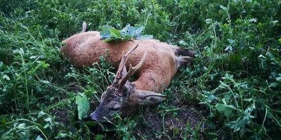 Škodník z ovocného sadu.