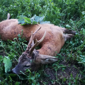 Škodník z ovocného sadu.