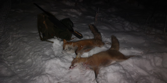 Mrazivá noc mala svoju moc.