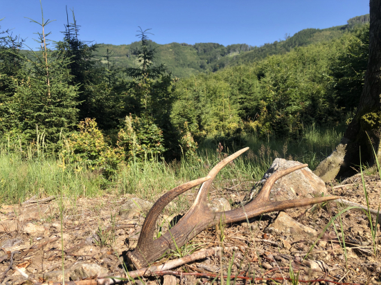 Ked nie su dubaky...